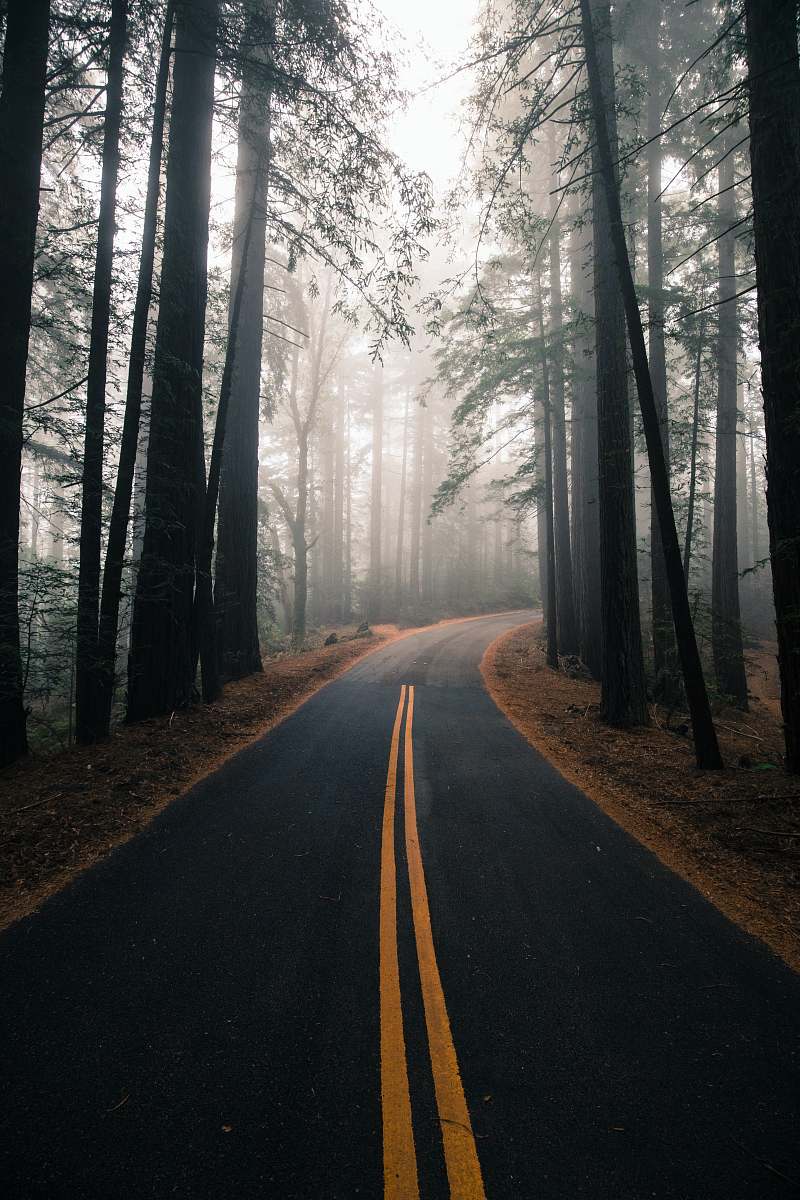 Forest Gray And Yellow Road Surrounded By Trees Tree Image Free Photo