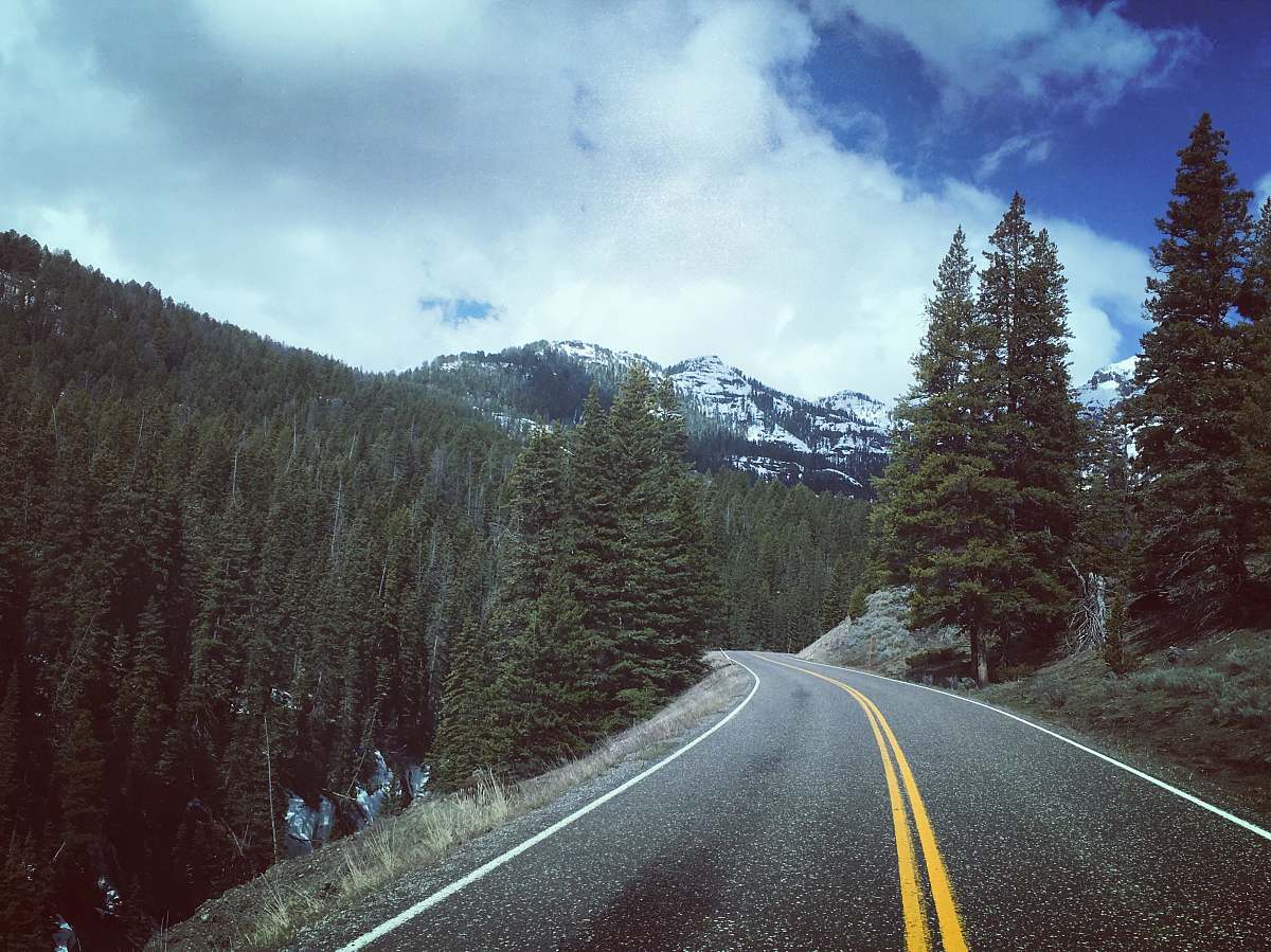 freeway green pine trees growing near road during daytime highway
