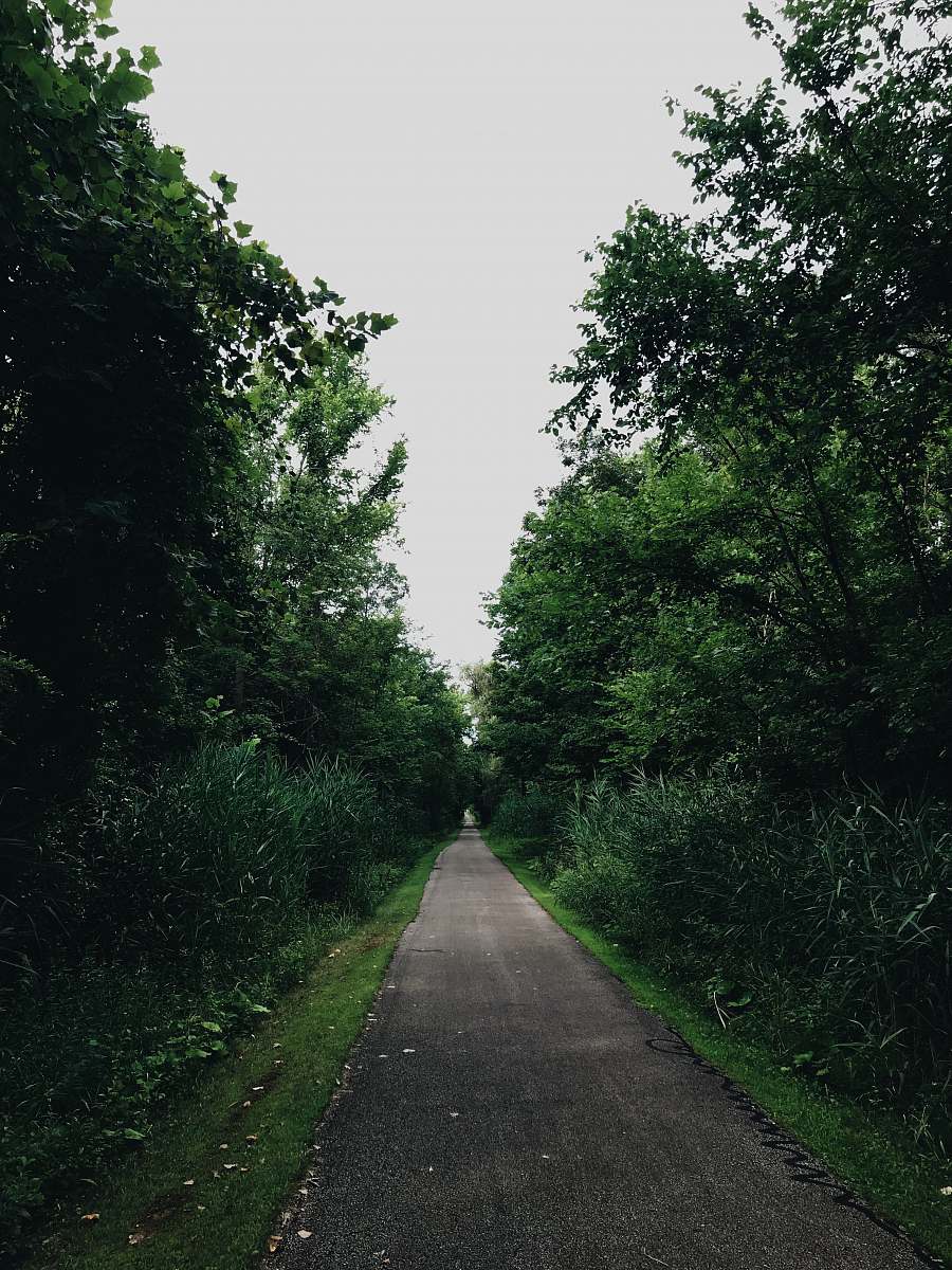 path road between green-leafed trees asphalt