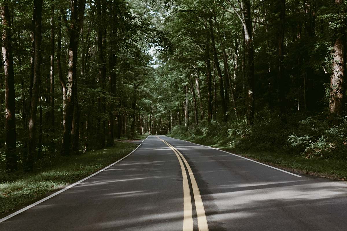 freeway road between trees highway