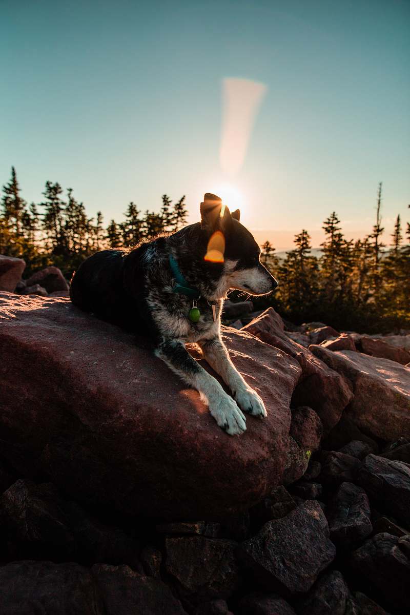 dog person taking photo of short-coated black and white dog lying on rocks during daytime south erickson lake
