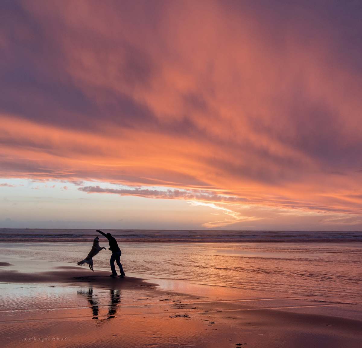 beach silhouette of a man and golden retriever playing in seashire coast