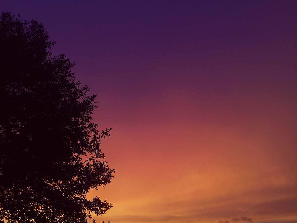 sunset green tree at golden hour dusk