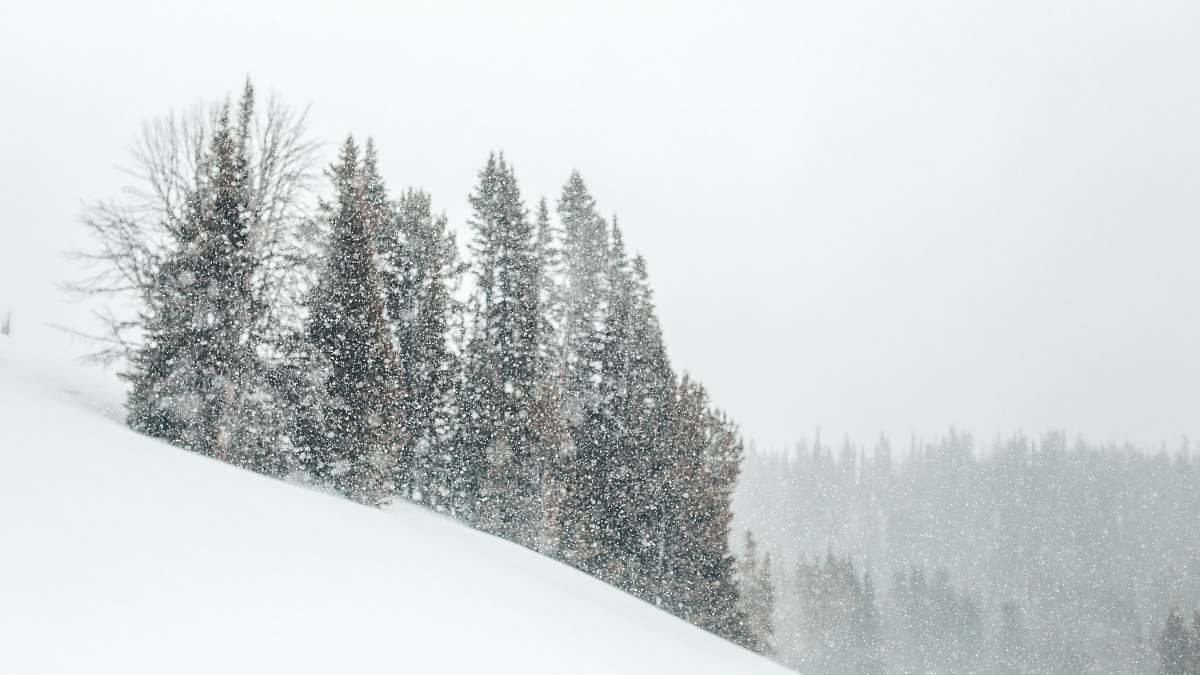 grey tree covered with snow during daytime black-and-white