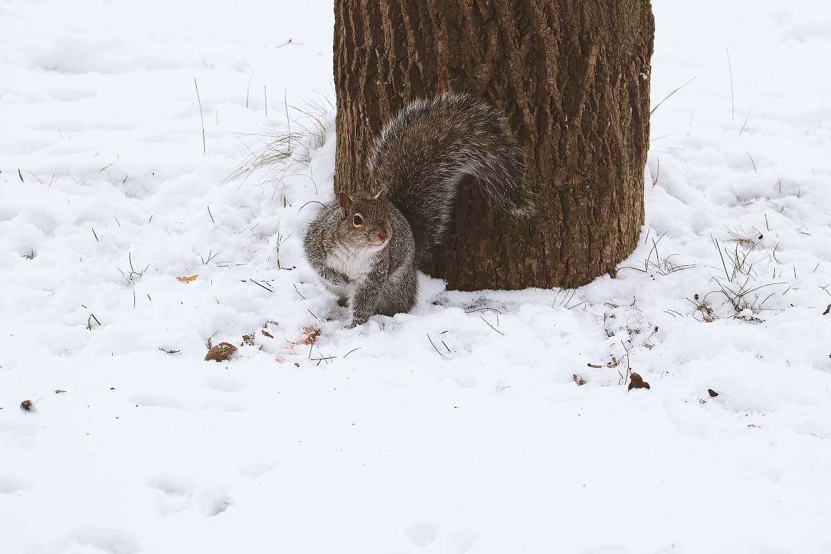 rodent squirrel looking at it's right beside tree during winter mammal