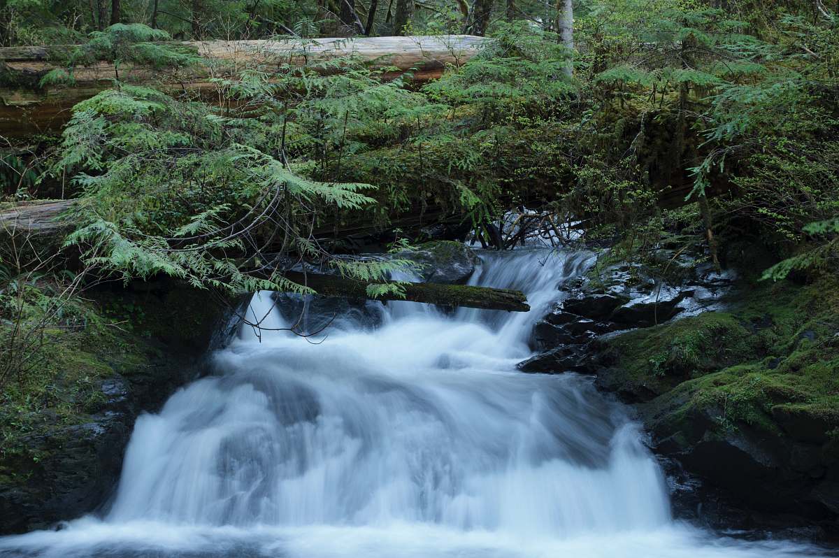 water green leaf plants on top of waterfall forest