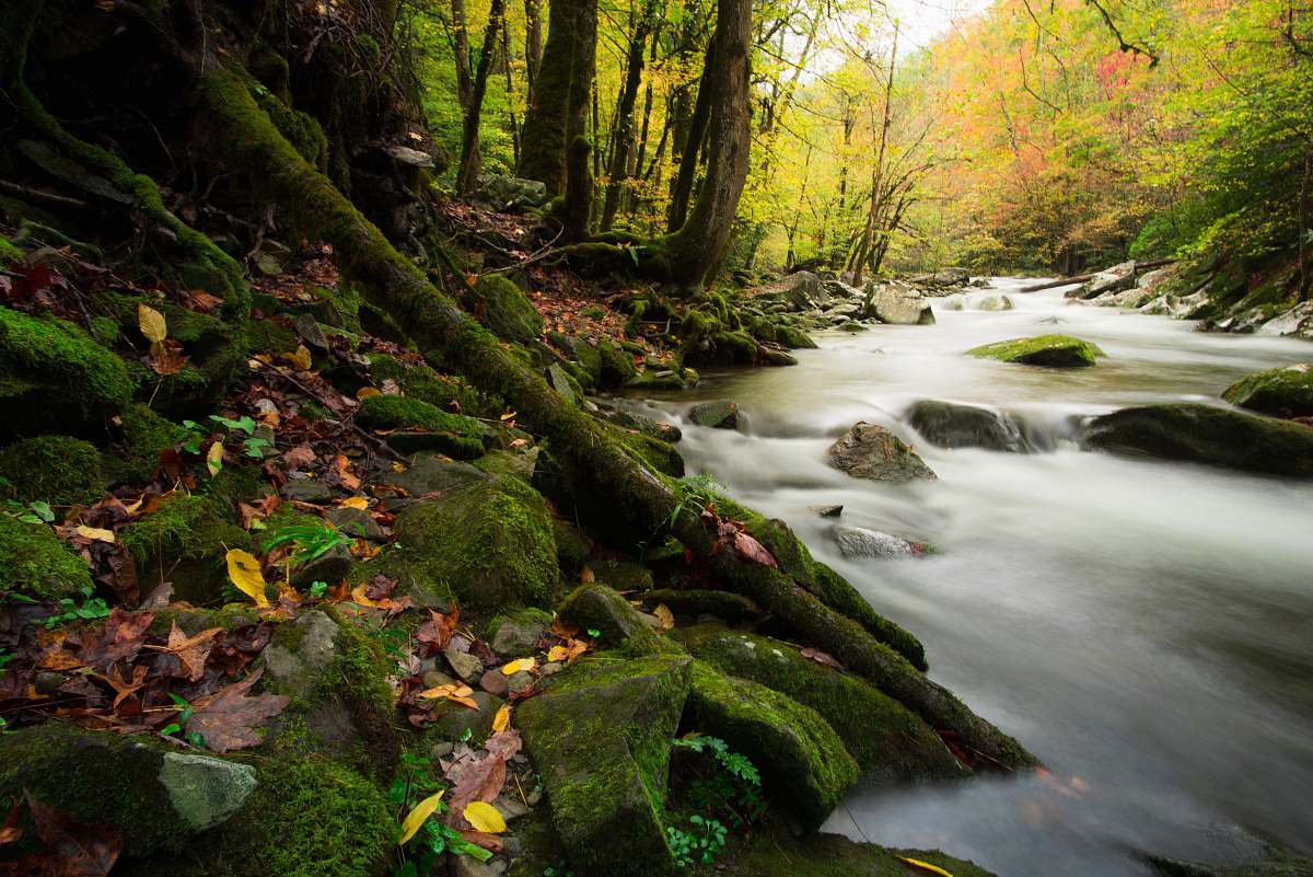 water timelapses photo of body of water in middle of trees forest