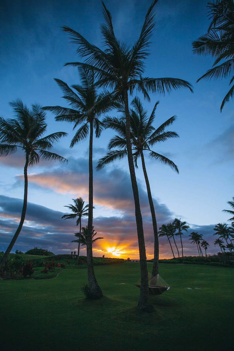 tropical green coconut trees plant