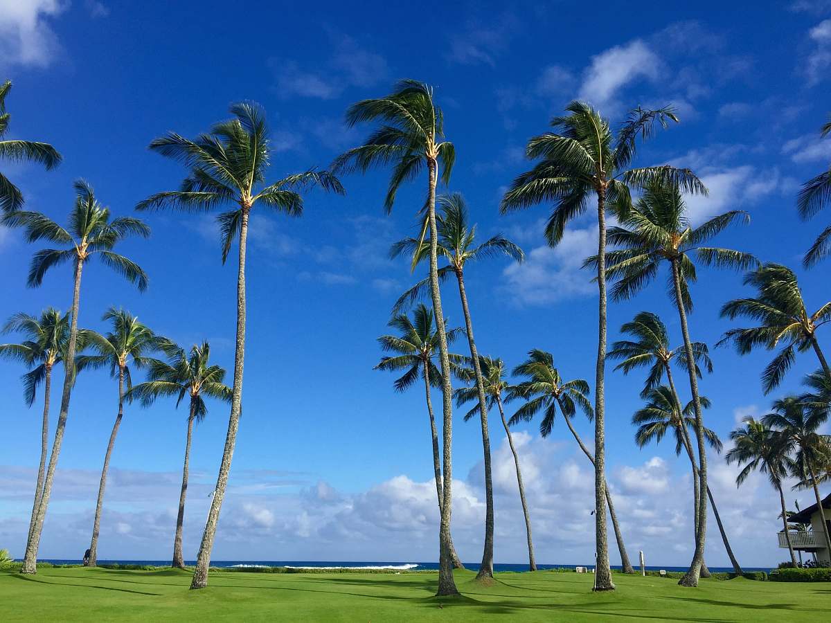 tropical green palm trees on green grass field under blue sky during daytime kauai