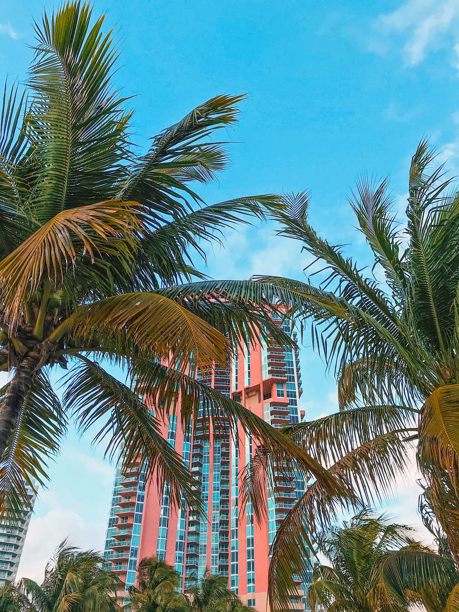 arecaceae palm tree near white and red concrete building under blue sky during daytime palm tree