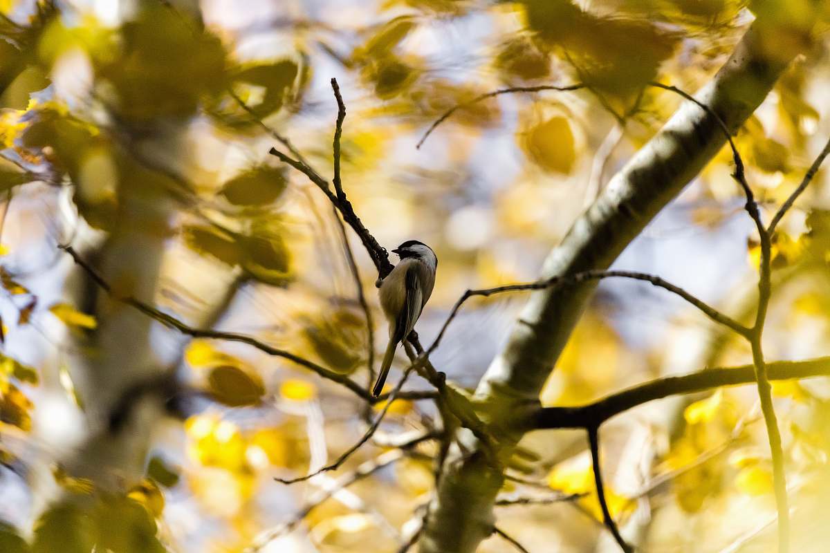 bird brown bird perching on tree tree