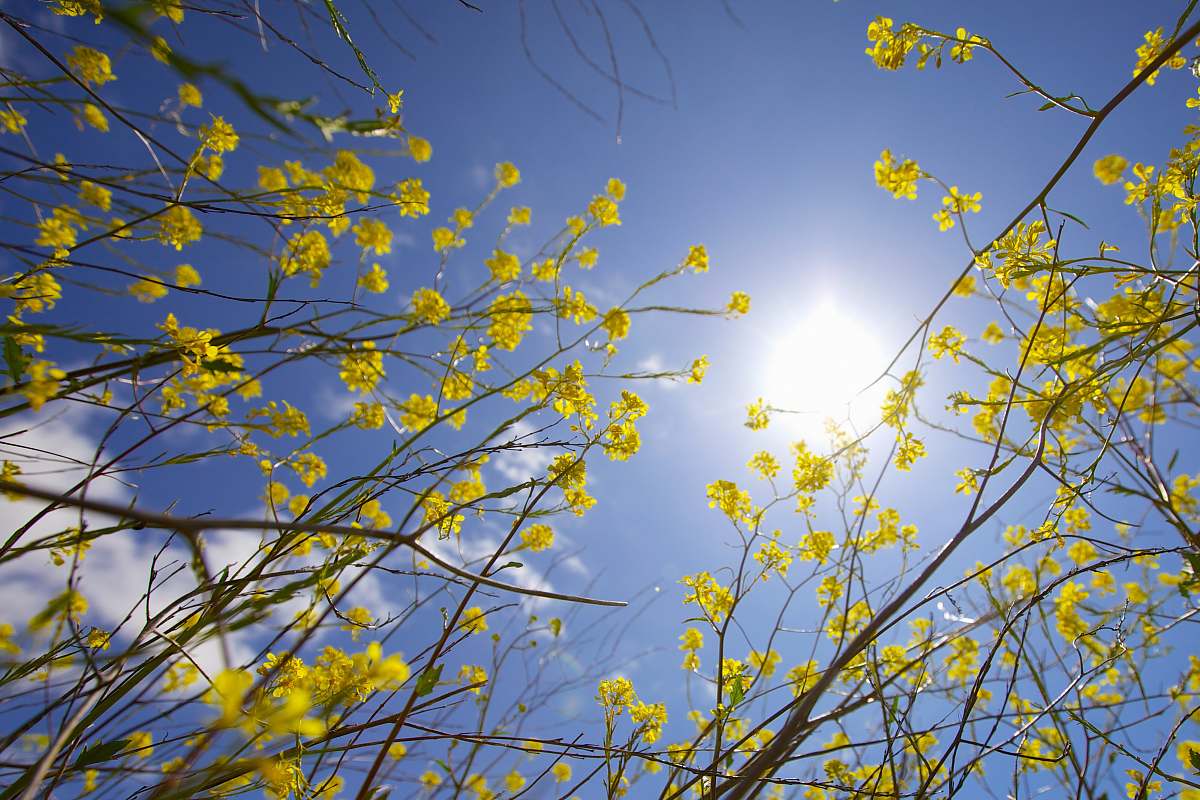 tree low angle photography of yellow petaled flowers flower