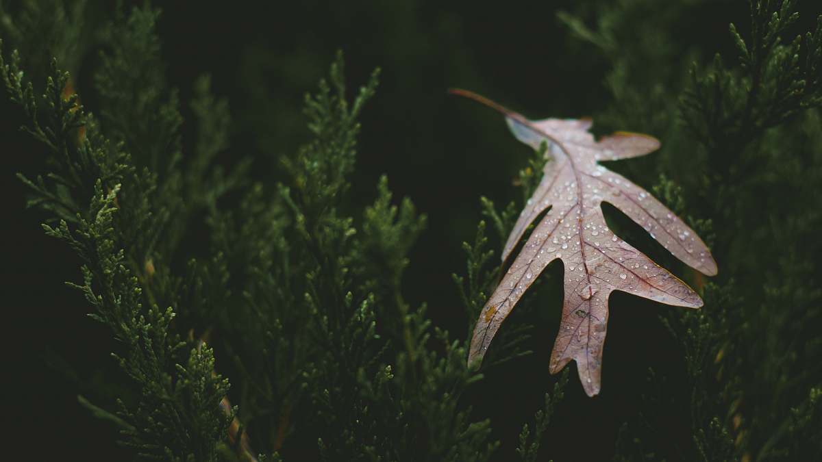 leaf  plant