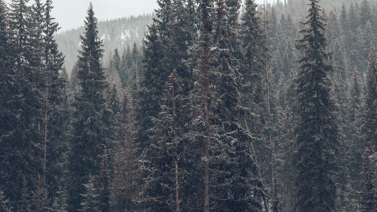 grey aerial photo of trees forest
