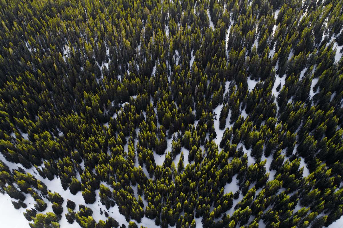 frisco aerial photography of trees in winter at daytime colorado