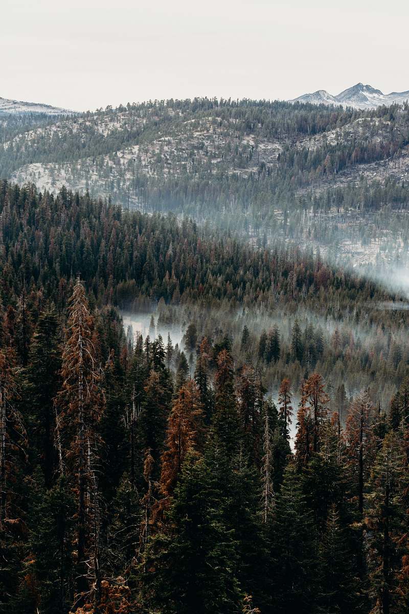 plant aerial view of pine trees abies