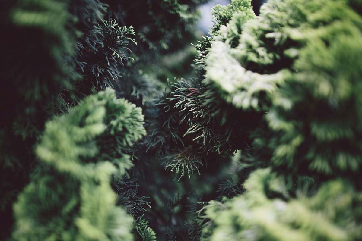 conifer Close-up of the branches of coniferous trees flora
