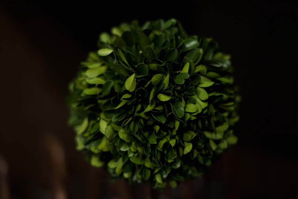 green close up photography of green leaves plant