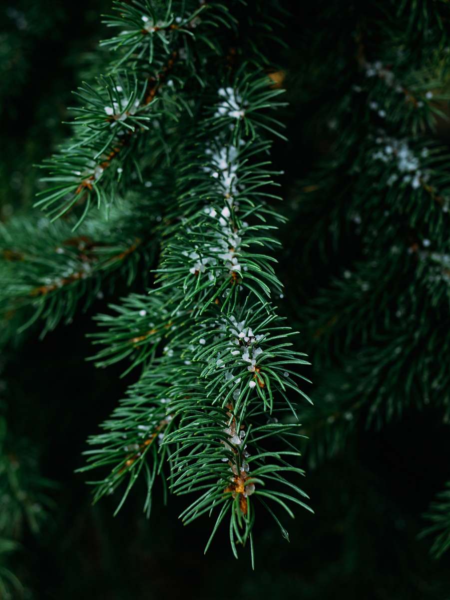 abies close-up photography of pine tree conifer
