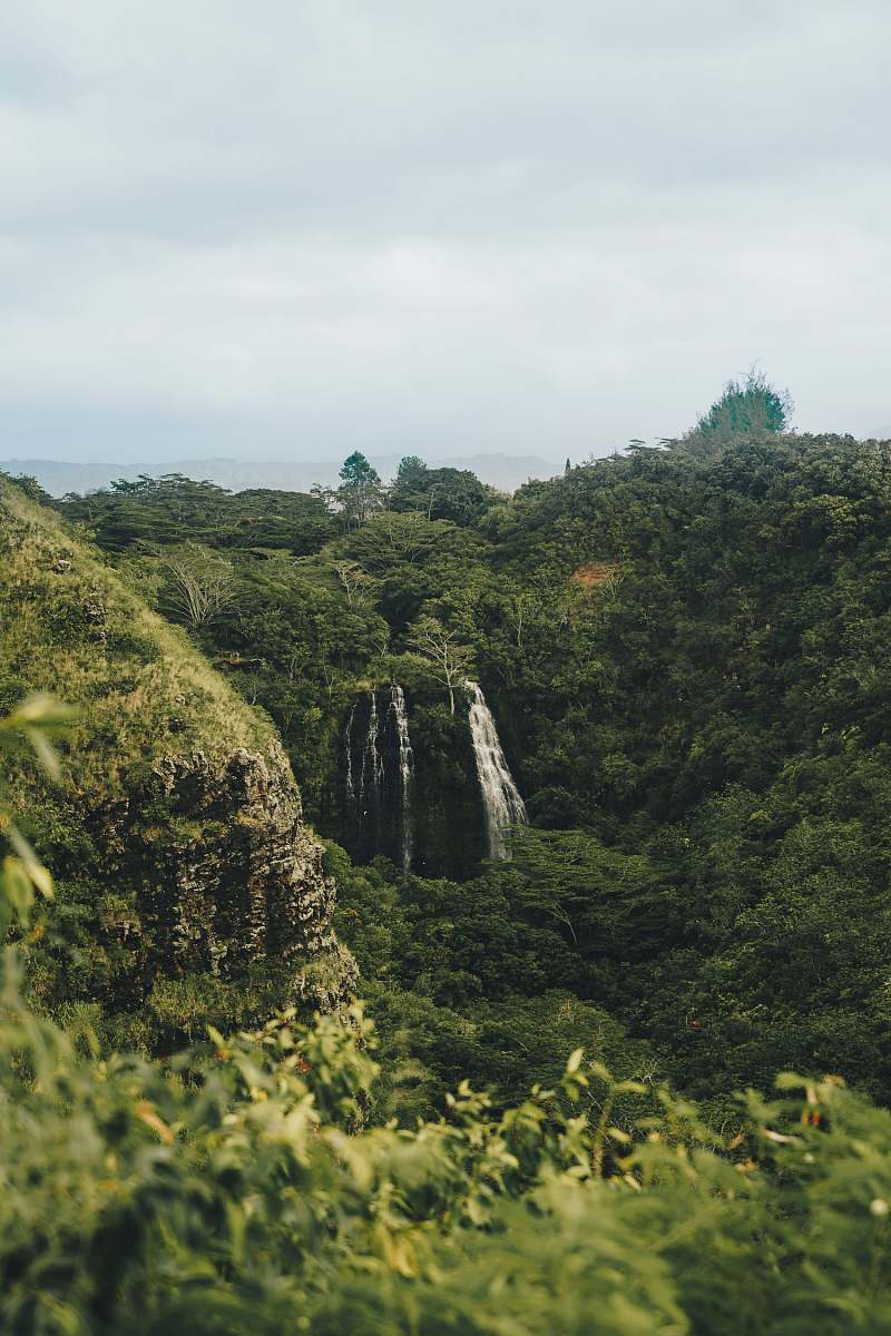 forest forest with waterfall vegetation