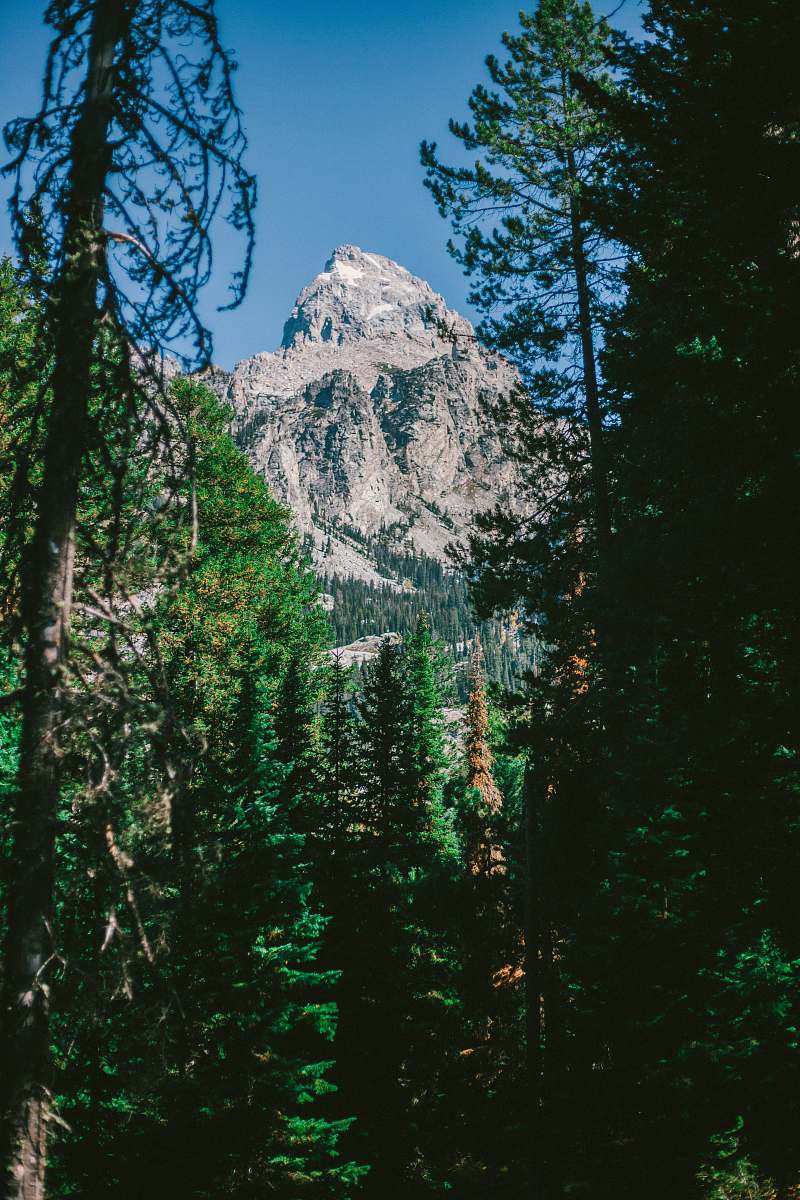 fir gray mountain and green trees under blue sky during daytime photo plant