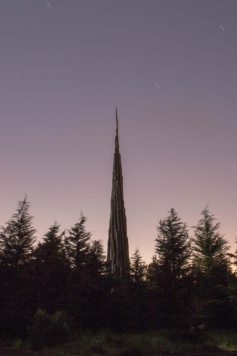 plant gray tower behind pine trees spire