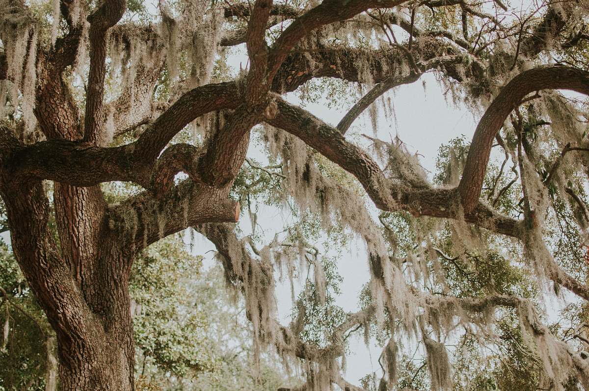 savannah green leafed tree near tree at daytime united states