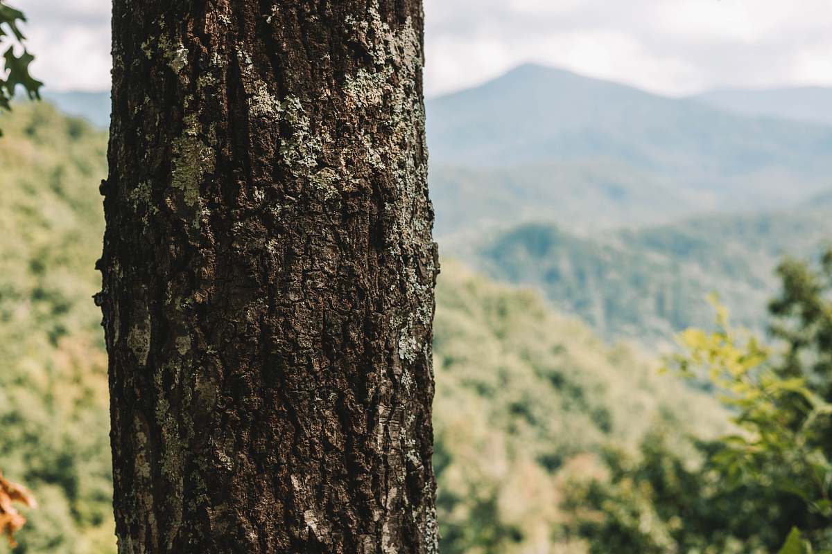 plant green-leafed tree nature