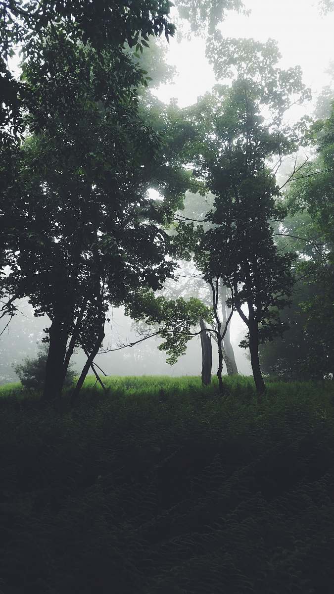 forest green leafed trees half covered with fogs during daytime photo fog