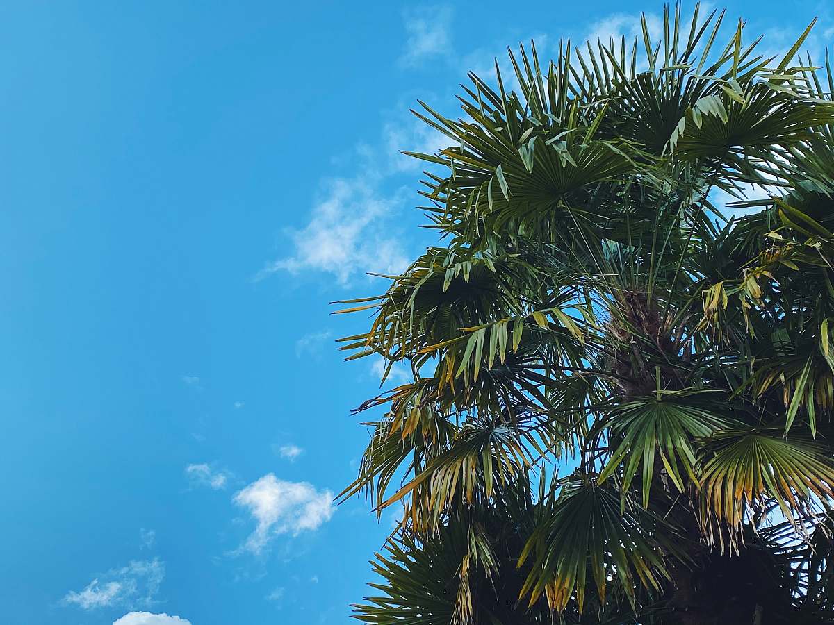 plant green palm tree under blue sky during daytime arecaceae