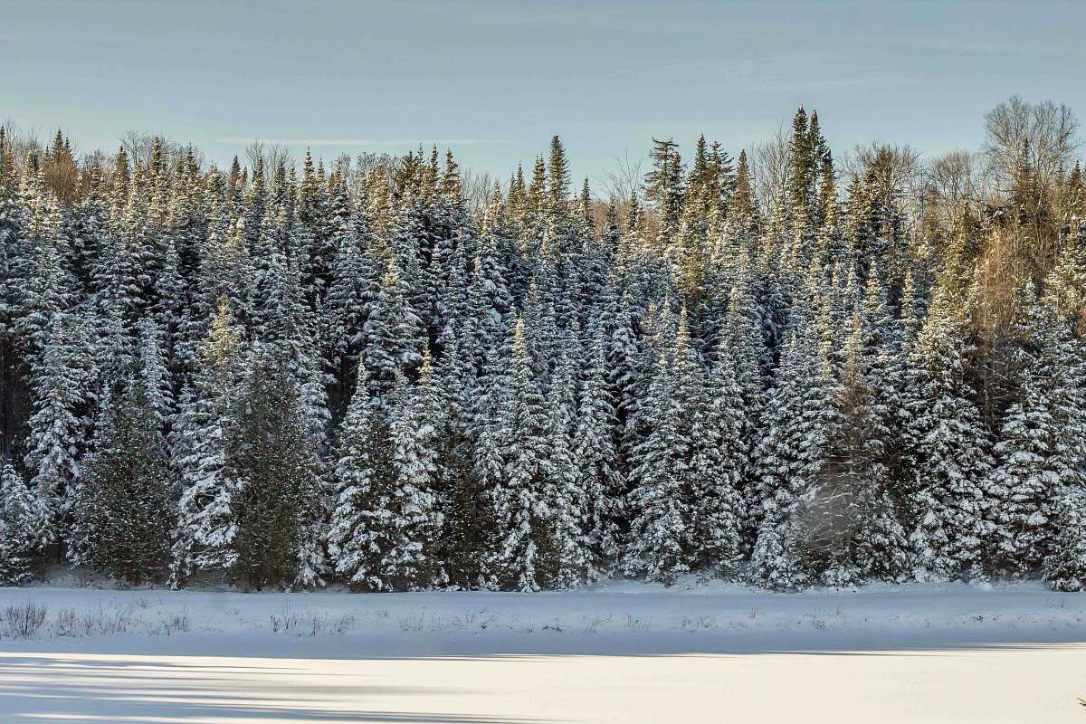 grey green pine tress surrounded by snow during daytime east hardwick