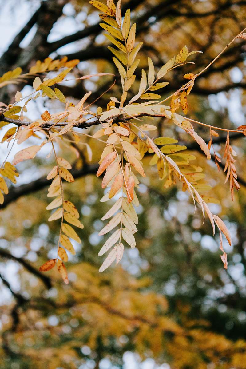 plant green tree leaf