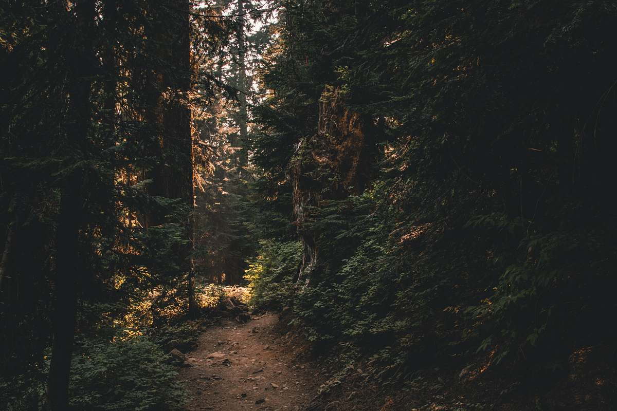 forest green trees snoqualmie