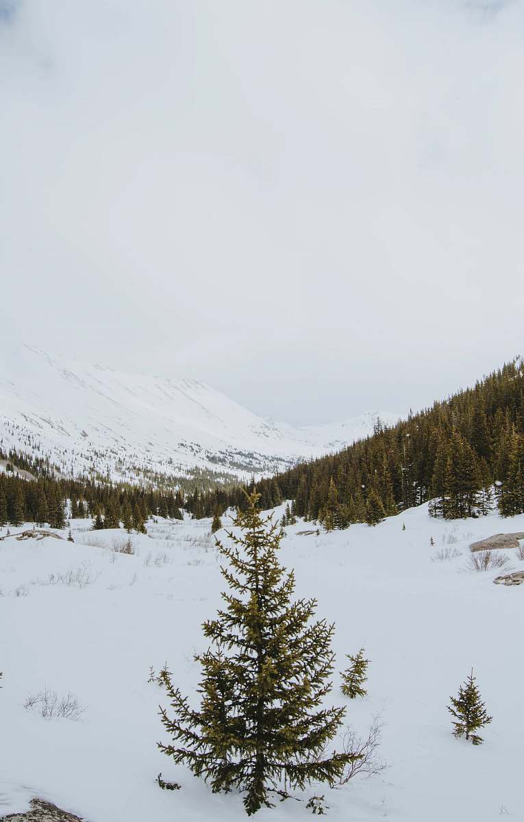 plant high-angle photography of tree on snow fir
