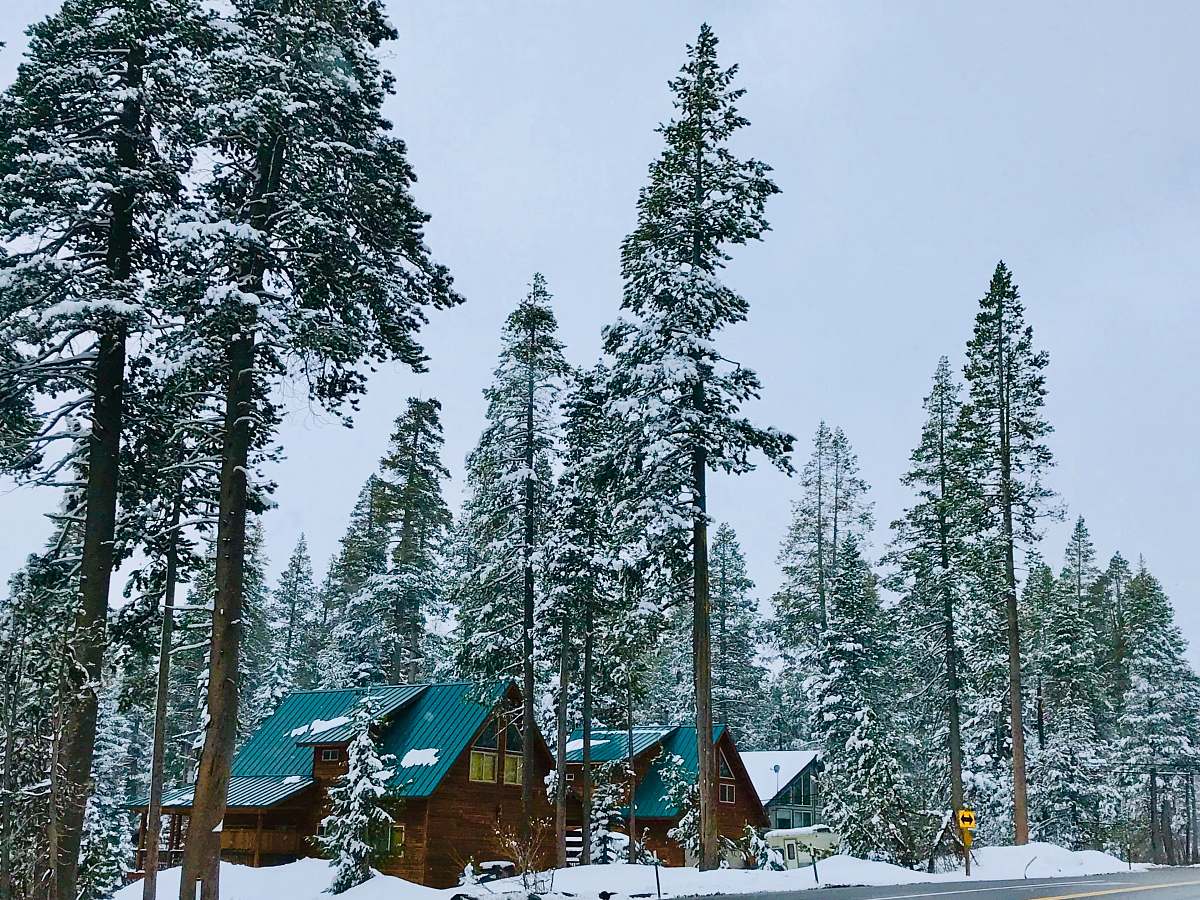 plant houses surround with pine trees housing