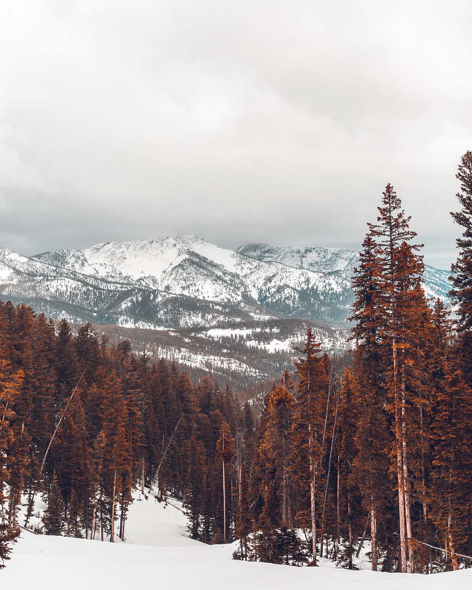 conifer landscape photo of pine tree plant
