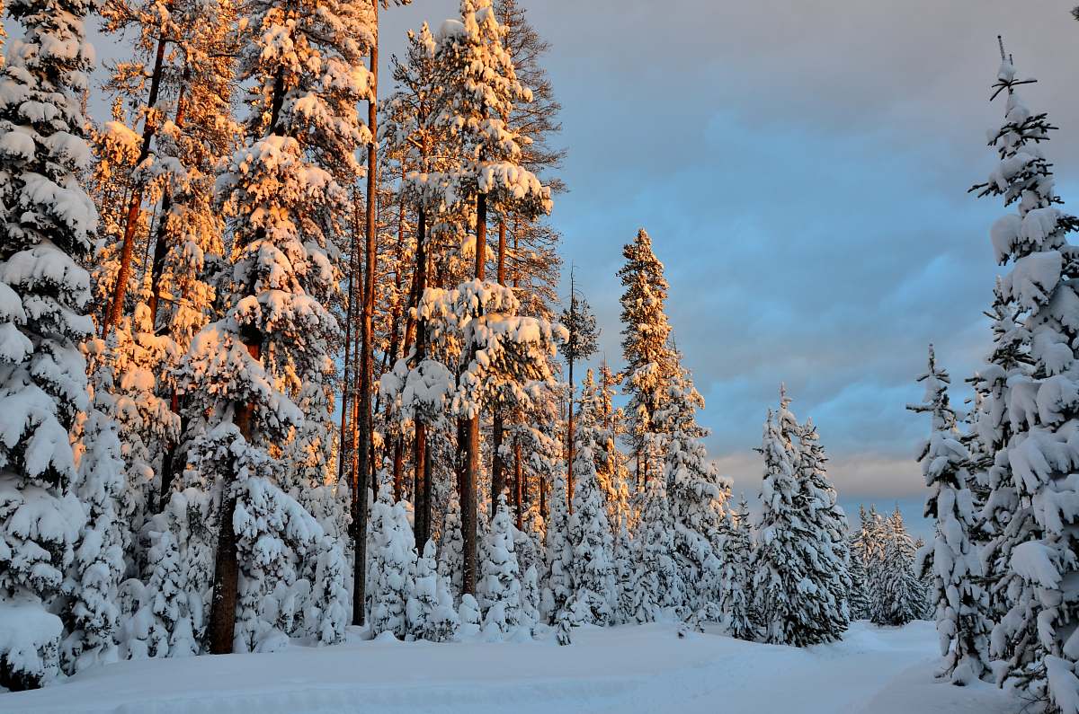 conifer landscape photography of pine trees covered by snow snow