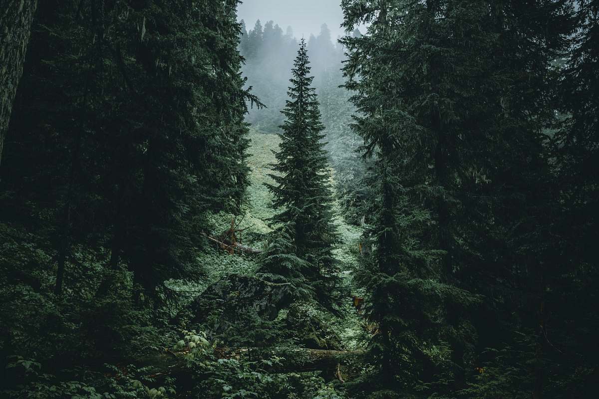 abies landscape photography of trees in forest conifer