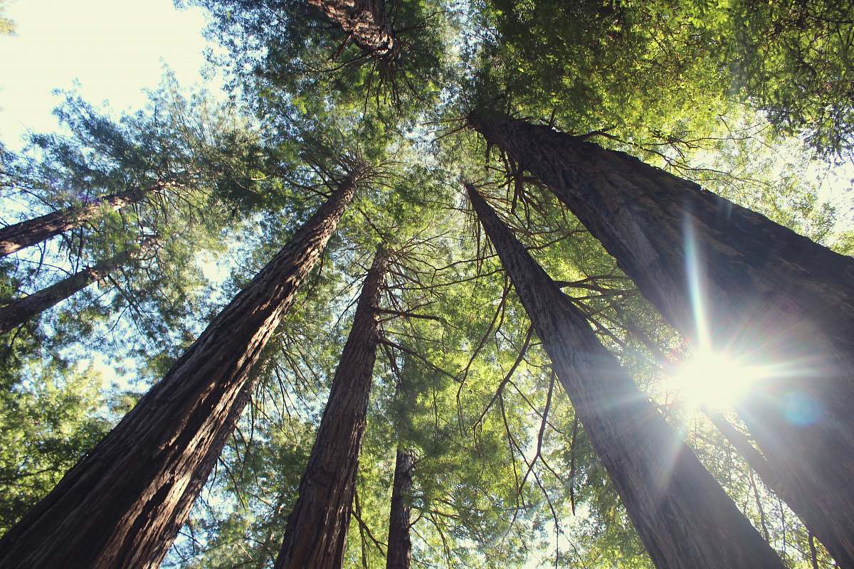 nature low angle photography of trees flora