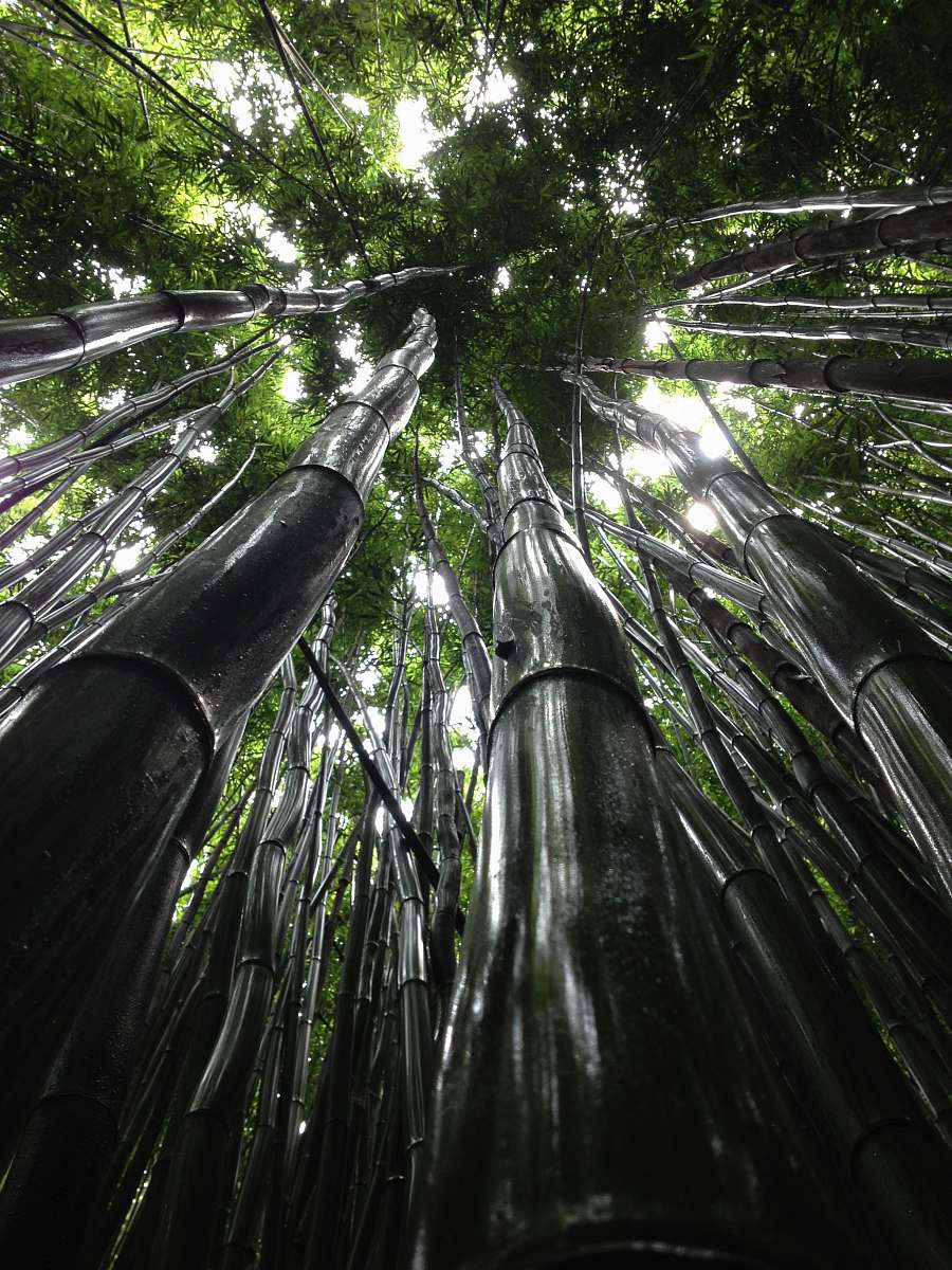 forest low angle view of green trees bamboo