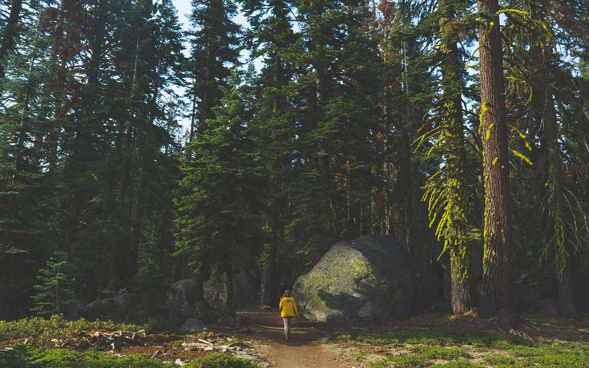 nature person walking towards woods forest