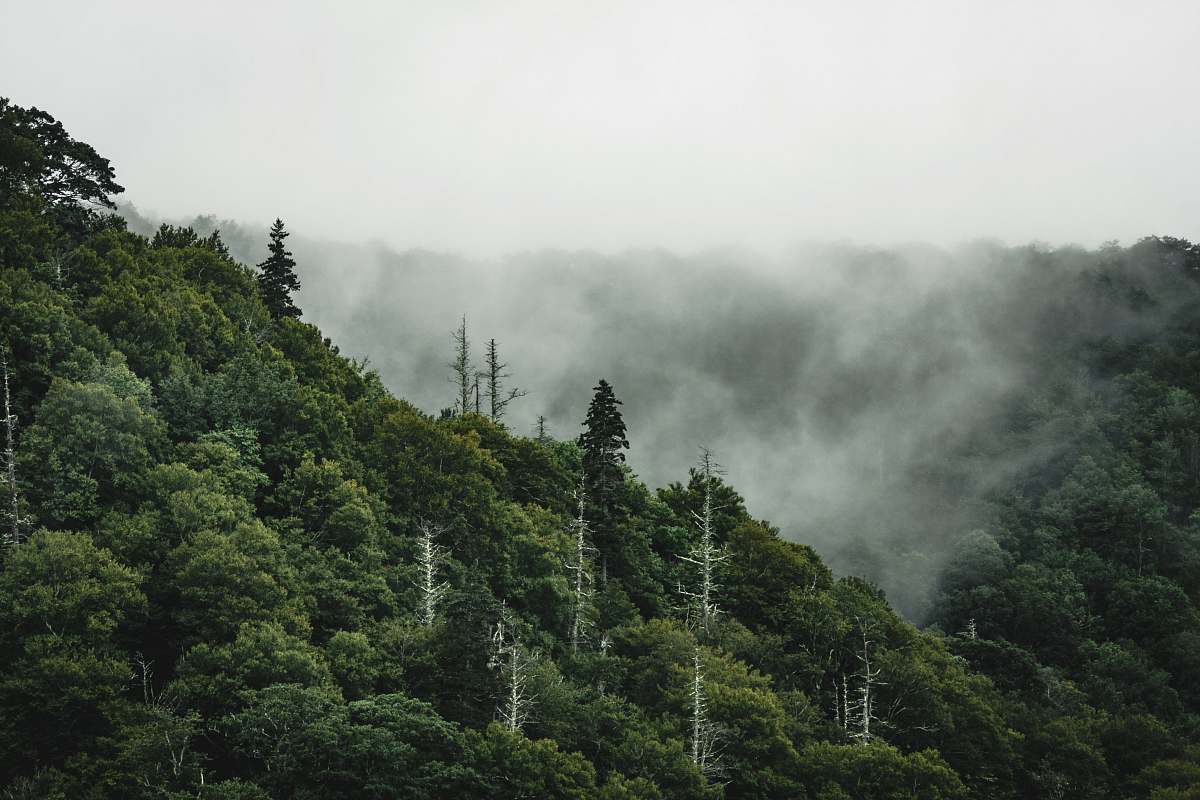 outdoors photo of green forest during daytime forest
