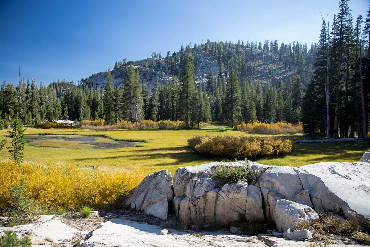 landscape photo of tall green trees within mountain range conifer