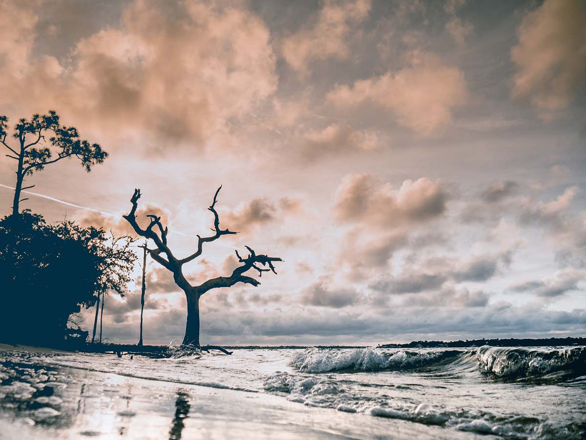 beach photo of trees beside body of water perdido key