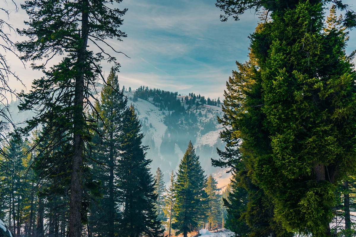 plant pine forest on snow-covered mountain flora
