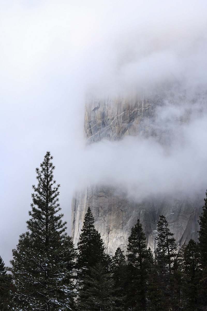 fog pine trees under clouds near rock mountains yosemite national park