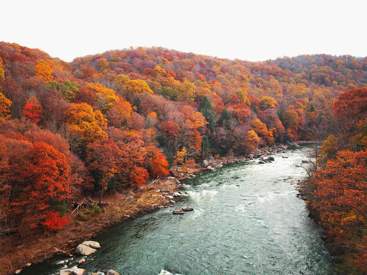 plant river in between orange-leafed trees during daytime maple