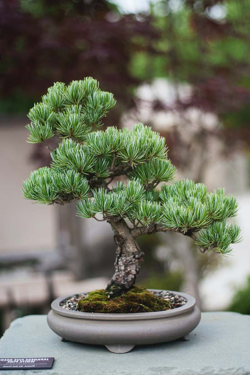 plant shallow focus photo of bonsai plants jar