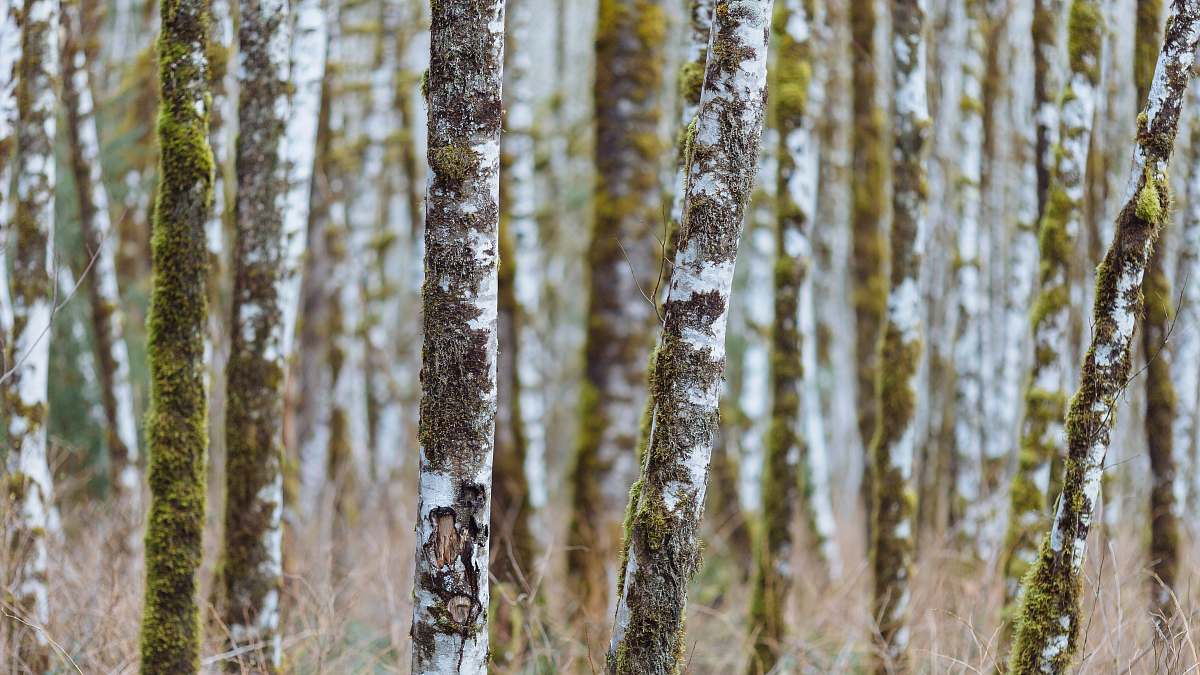 birch shallow focus photography of brown tree trunks flora