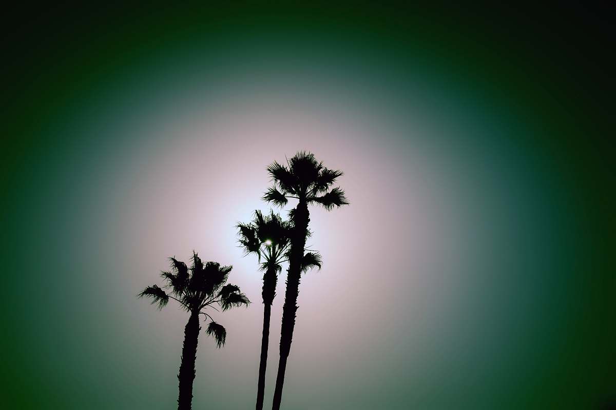 flora silhoutte of treeh palm trees plant